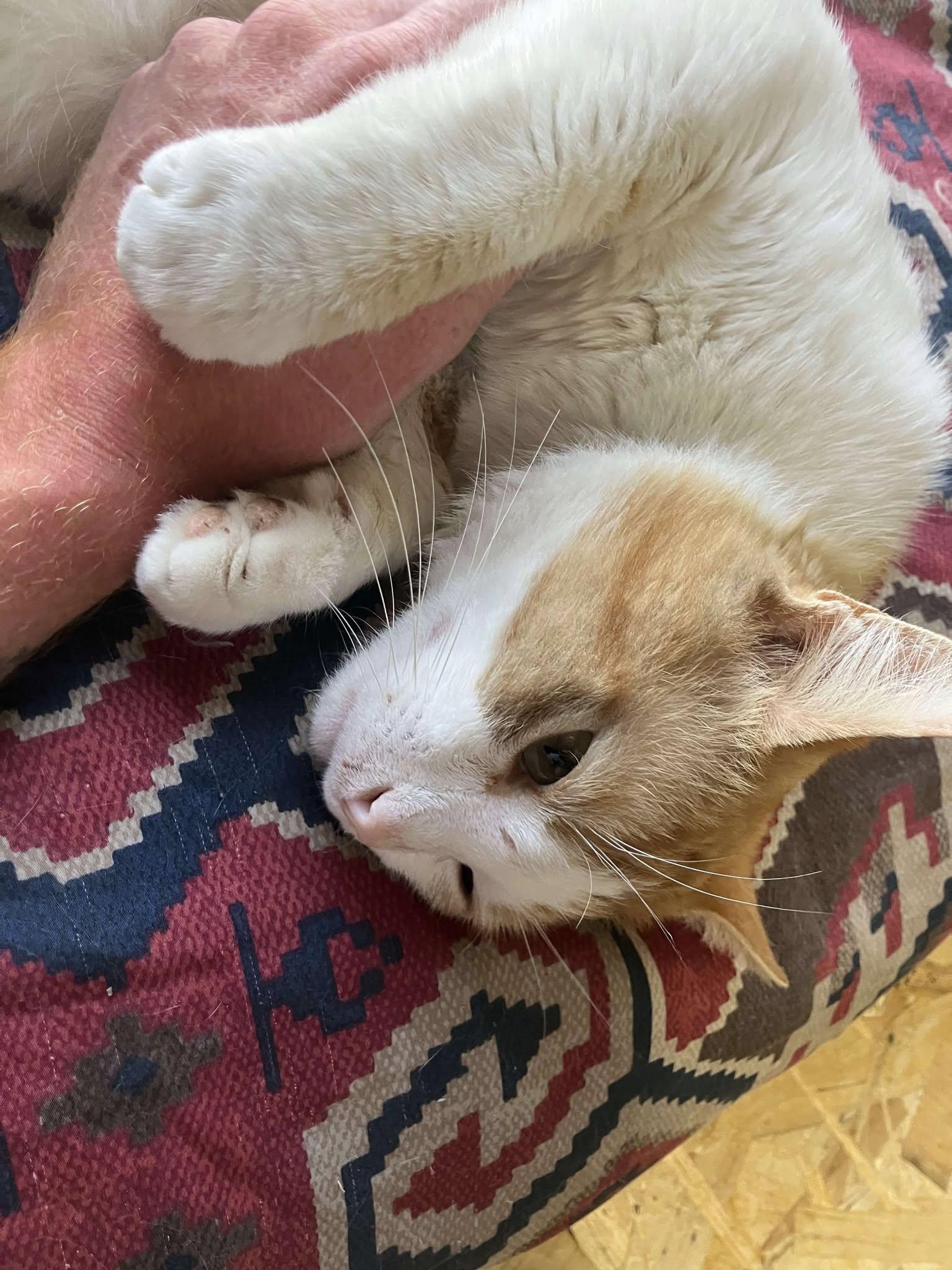 Clancy, a Adopted Domestic Short Hair in Brantford, ON image 5/5