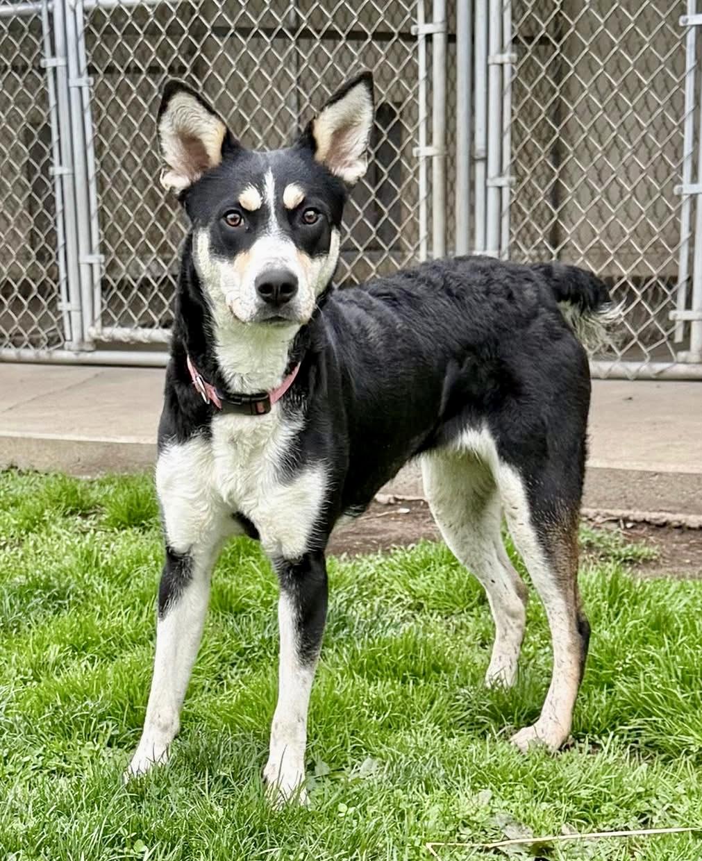 Enlarge Nova , a ADOPTABLE mixed breed in Dunkirk, NY image 1/1