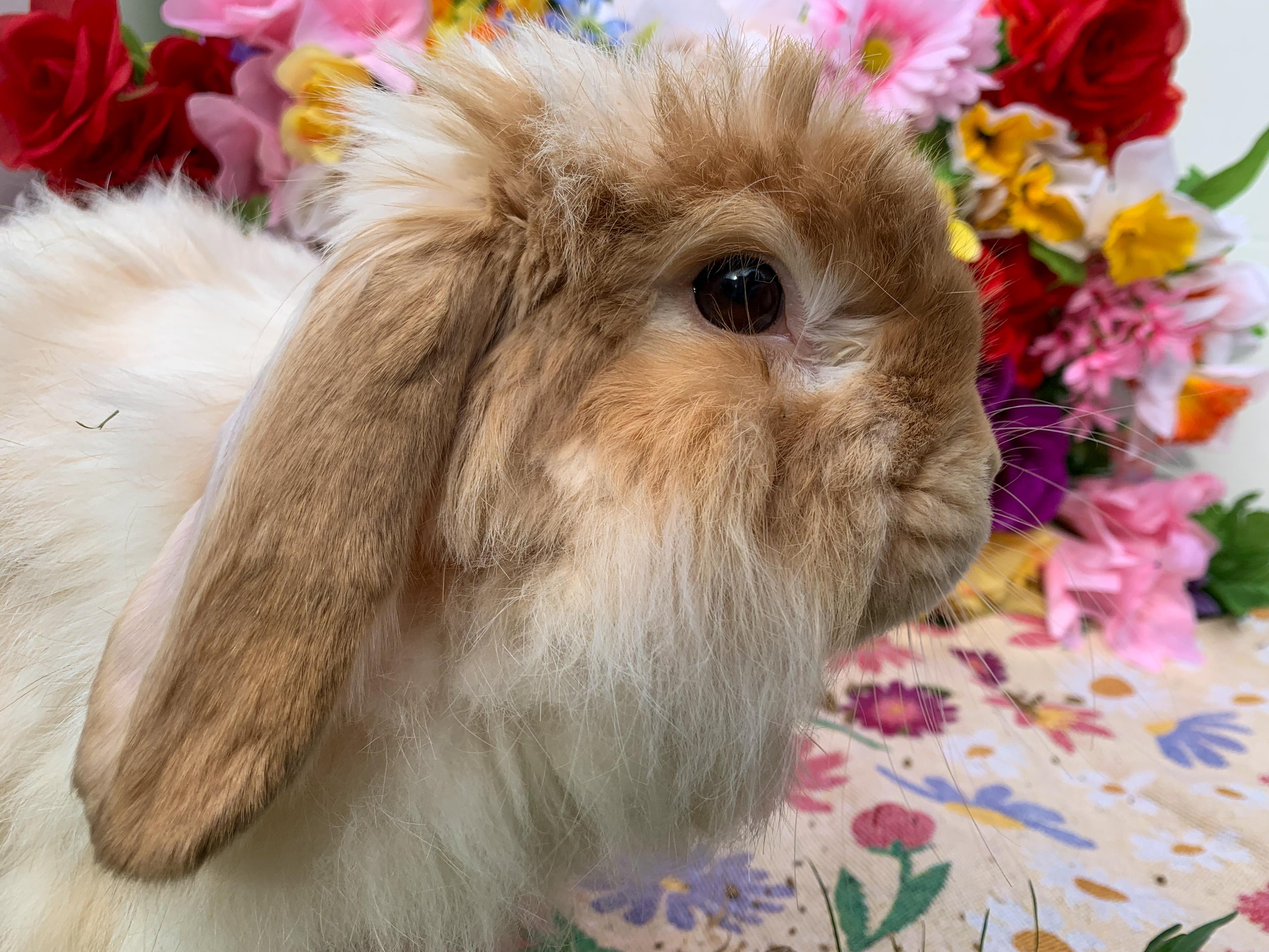 Willie, Senior Male Angora Rabbit
