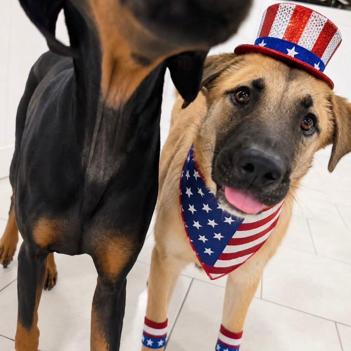 Enlarge Jack, a ADOPTABLE mixed breed in Houston, TX image 2/3