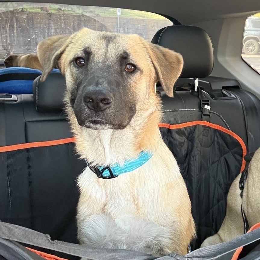 Enlarge Jack, a ADOPTABLE mixed breed in Houston, TX image 1/3
