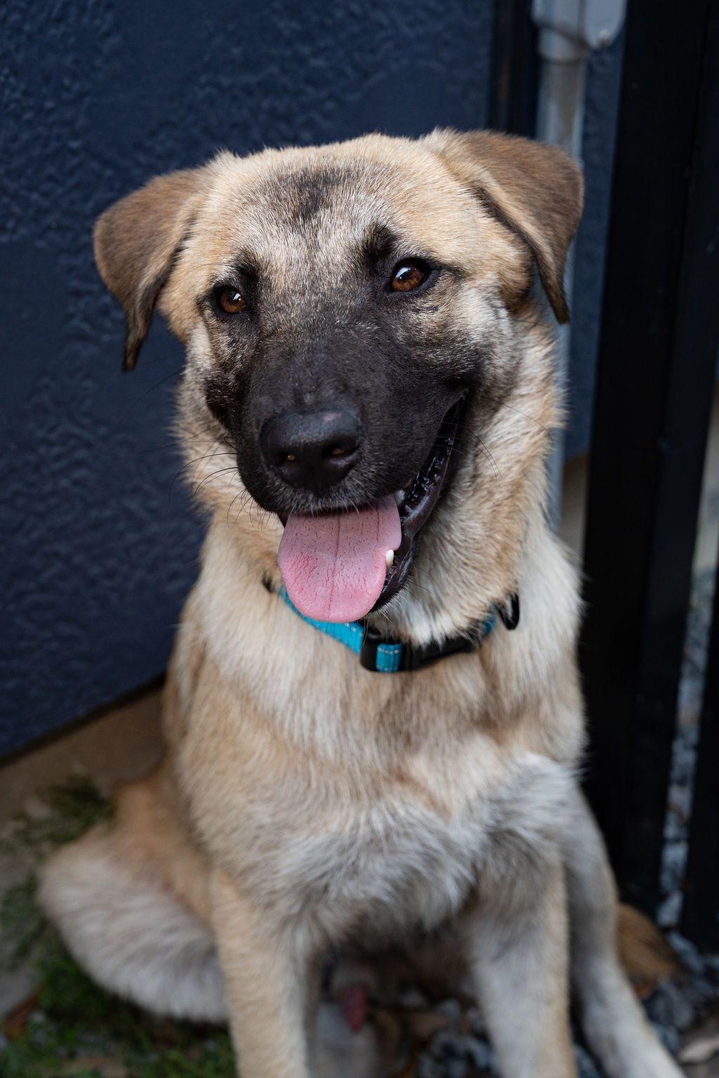 Enlarge Jack, a ADOPTABLE mixed breed in Houston, TX image 3/3
