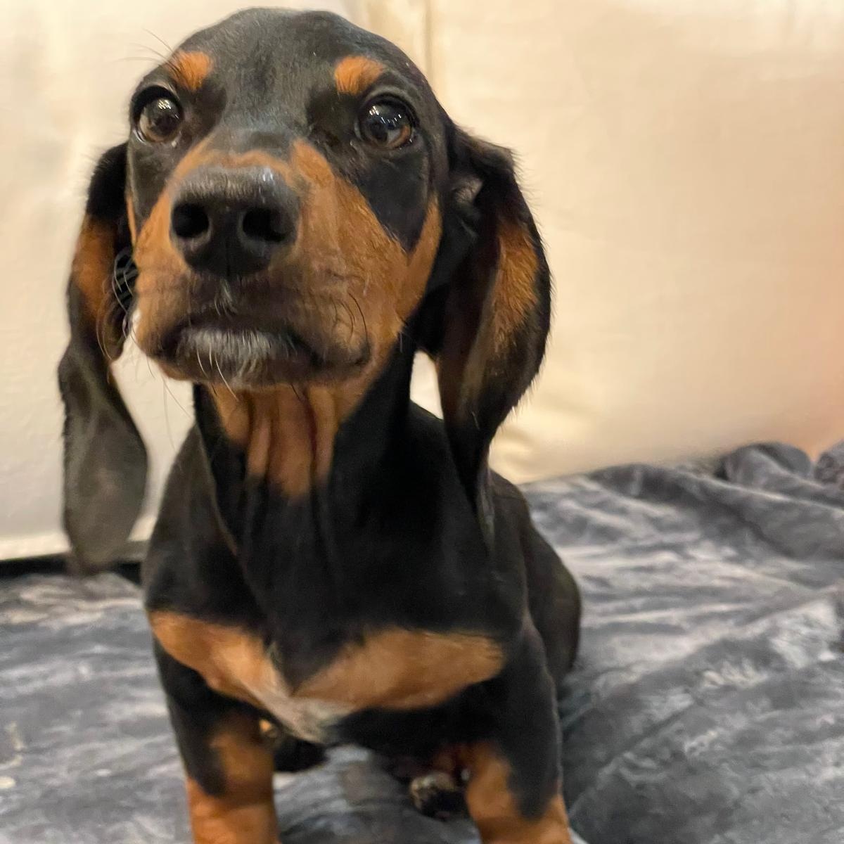 Knox is a 4 month old Mini Dachshund with 7 pounds of pure cuteness