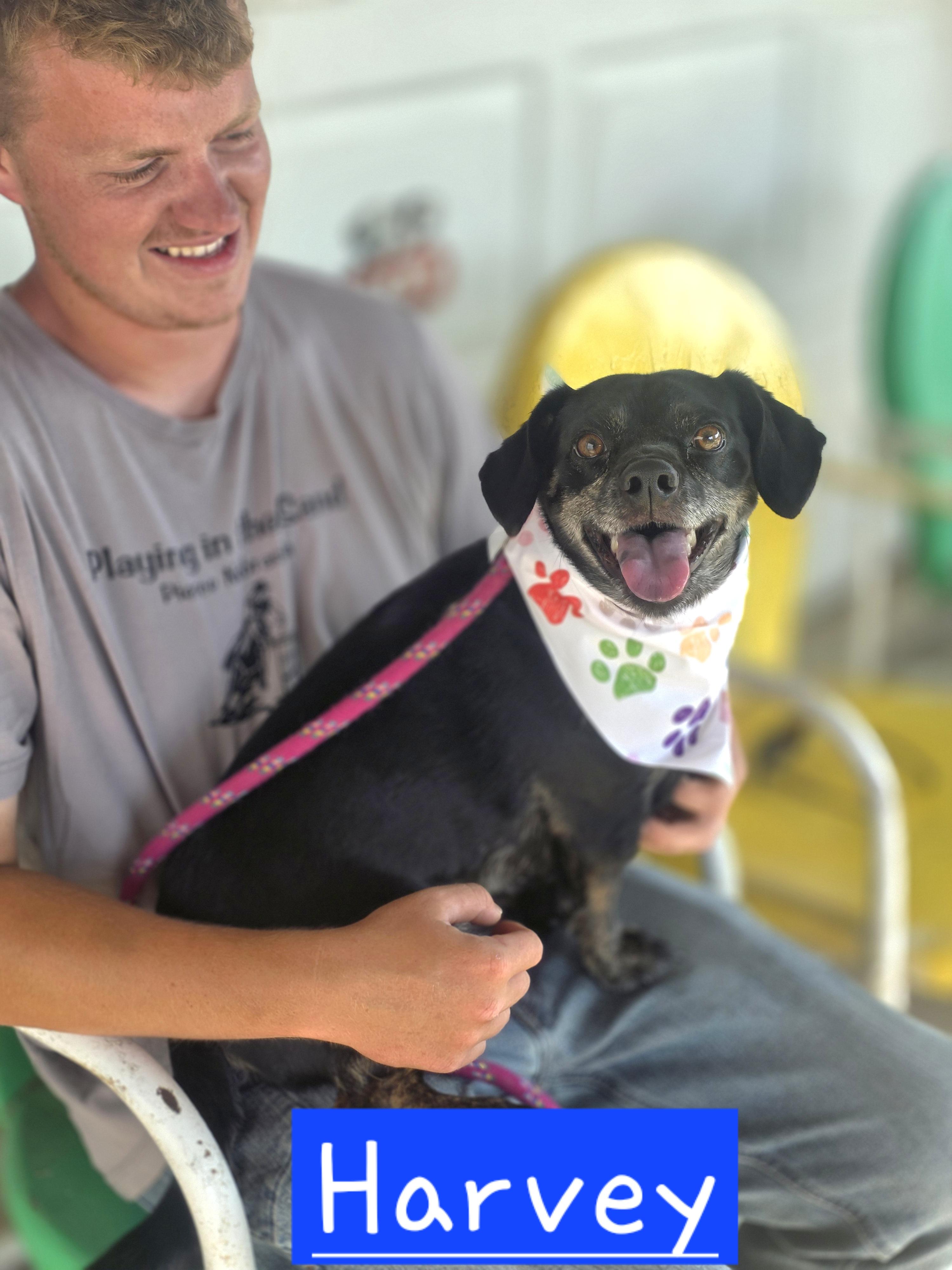 Enlarge Harvey, a Adopted mixed breed in Walthill, NE image 1/1