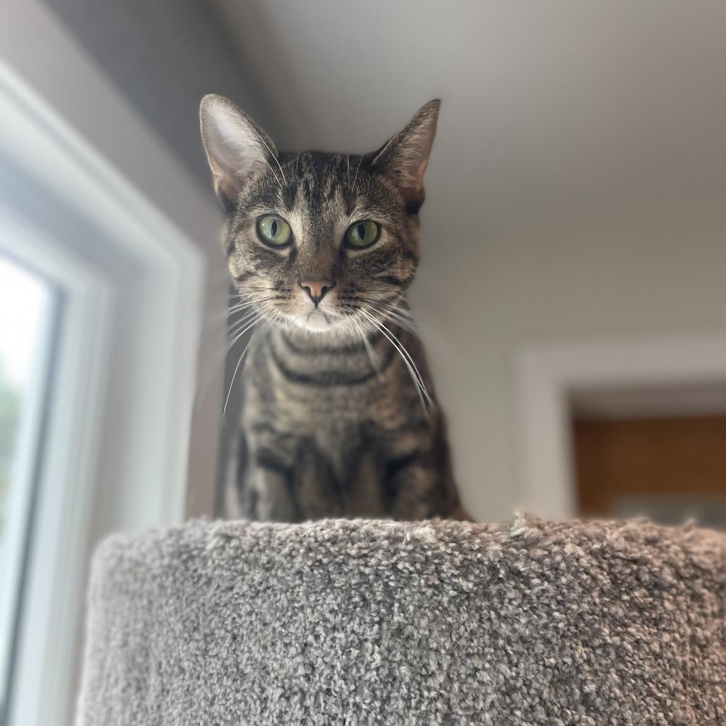 Crumpit, a Adoptable Domestic Short Hair in Rossville, GA image 2/6