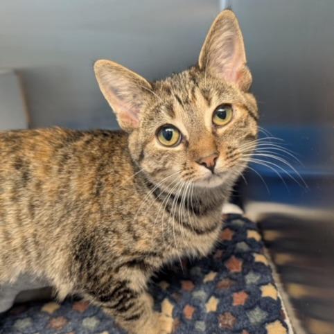 Crumpit, a Adoptable Domestic Short Hair in Rossville, GA image 4/6