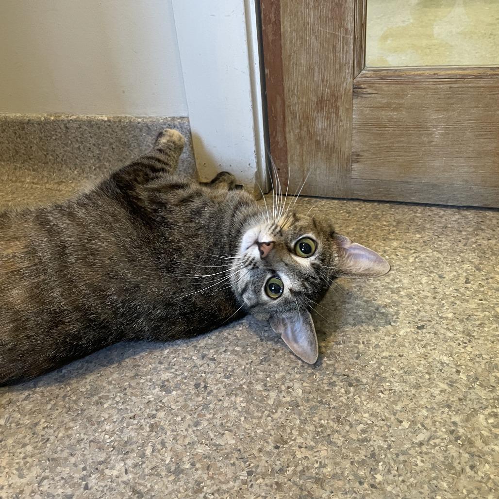 Crumpit, a Adoptable Domestic Short Hair in Rossville, GA image 6/6