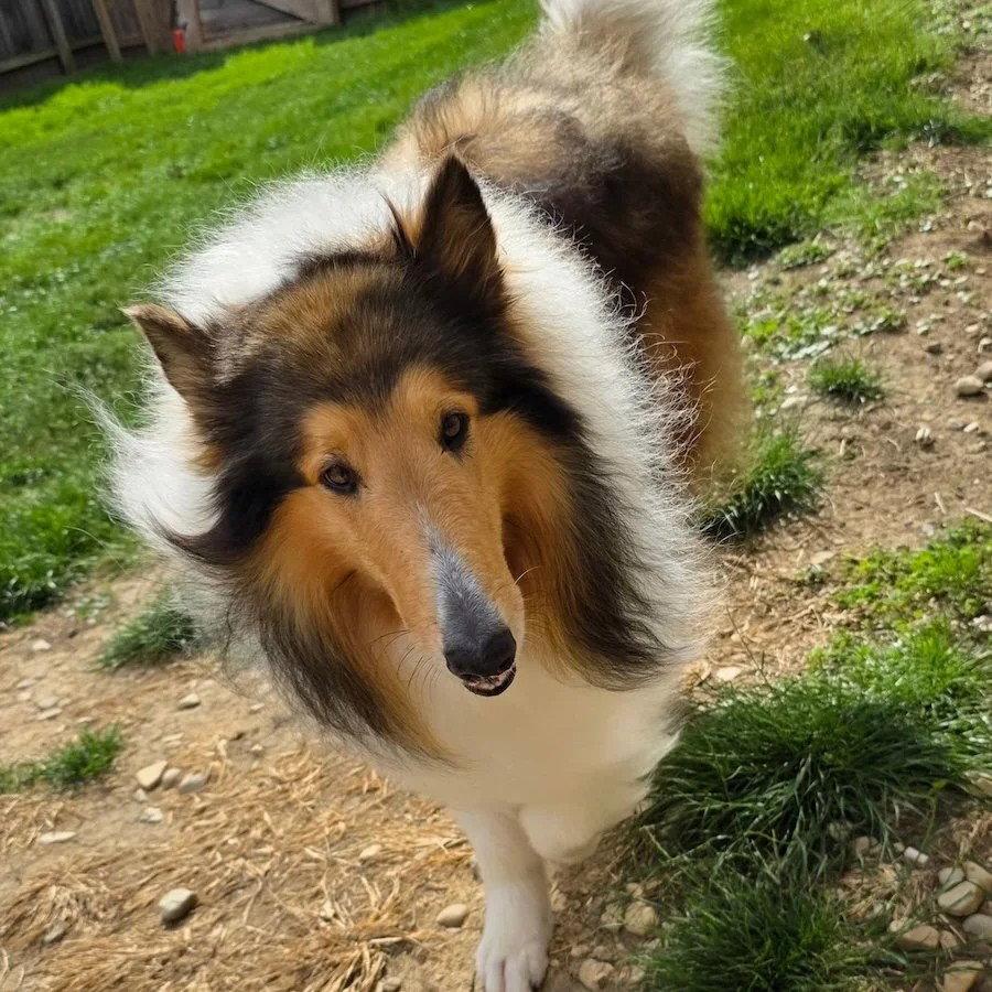 Carver-adoption pending, a Adopted Collie in Dublin, OH image 1/2