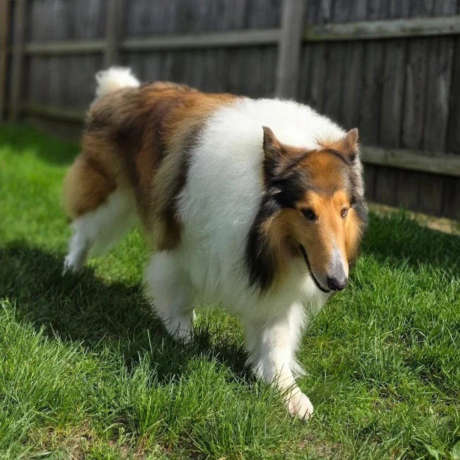Carver-adoption pending, a Adopted Collie in Dublin, OH image 2/2