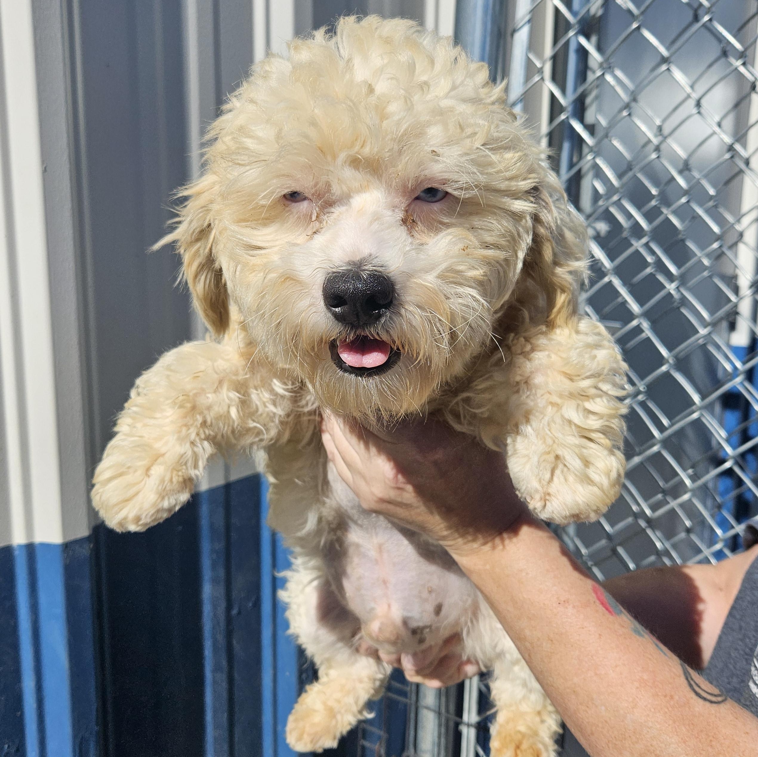 Henry, Adoptable, Young Male Maltipoo.