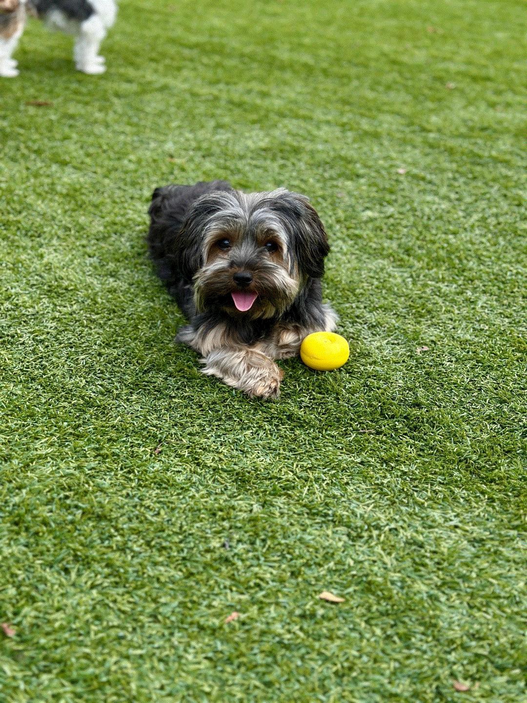 Lilly, Adoptable, Young Female Yorkshire Terrier & Shih Tzu.