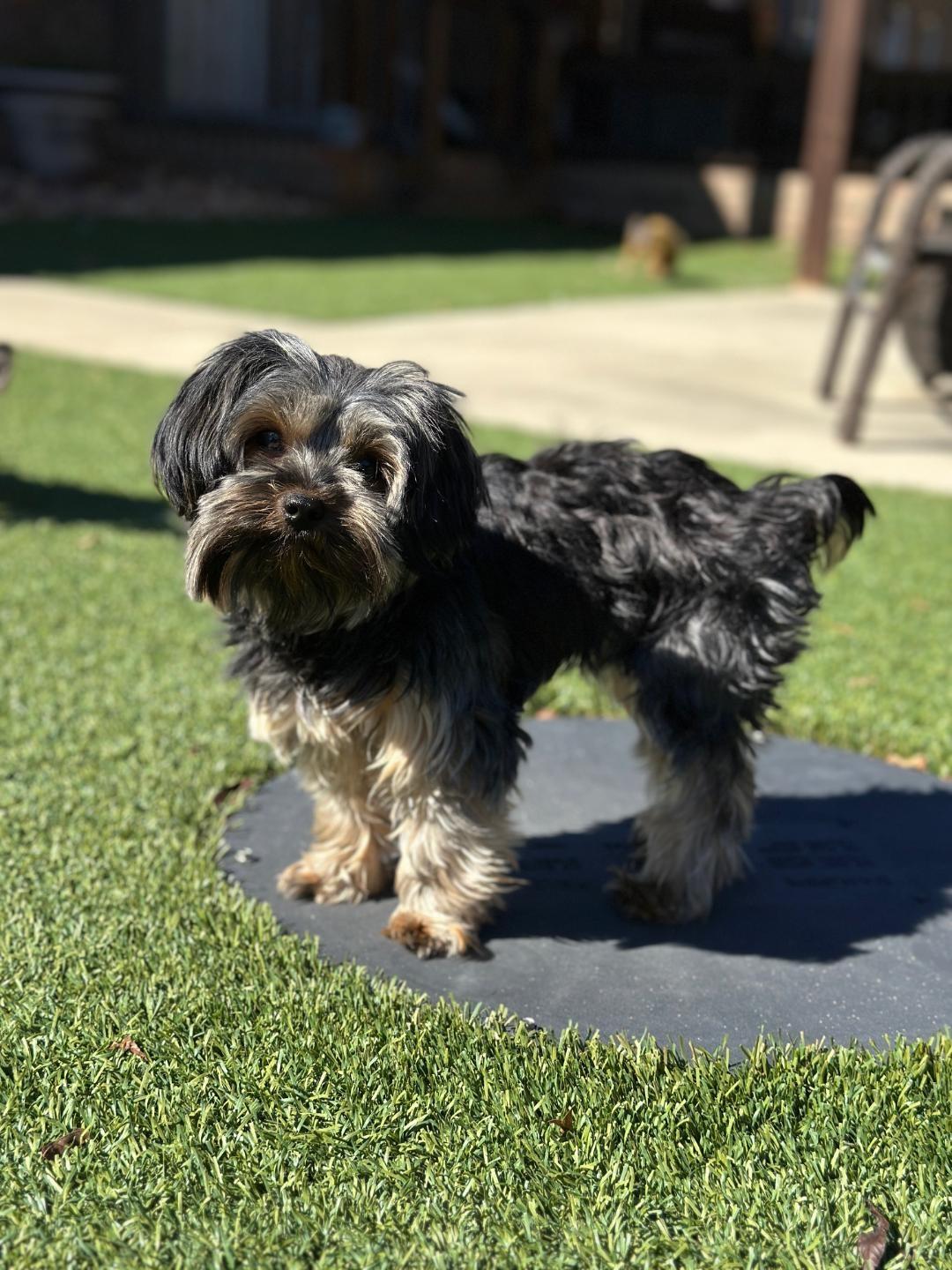 Enlarge Lilly, a Adoptable mixed breed in Indian Trail, NC image 3/3