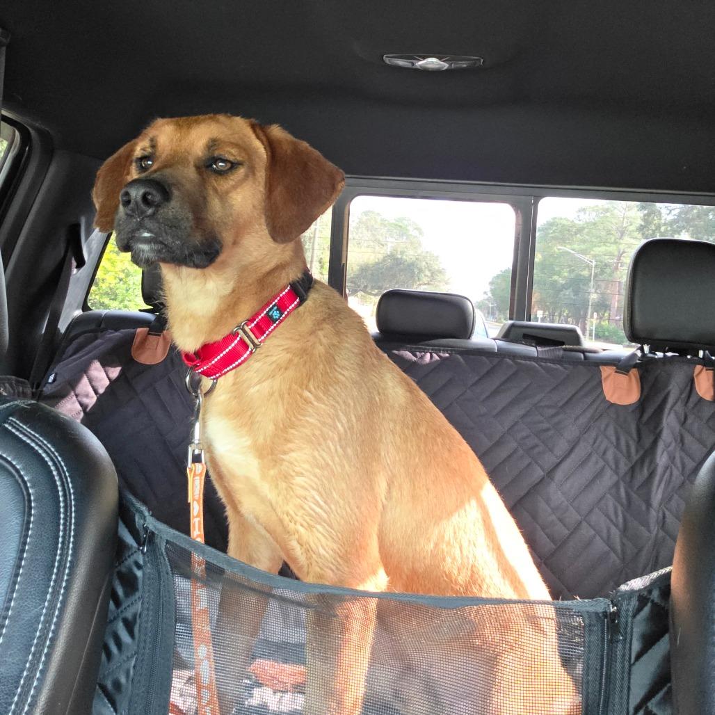 Cooper, Adoptable, Adult Male Mixed Breed.