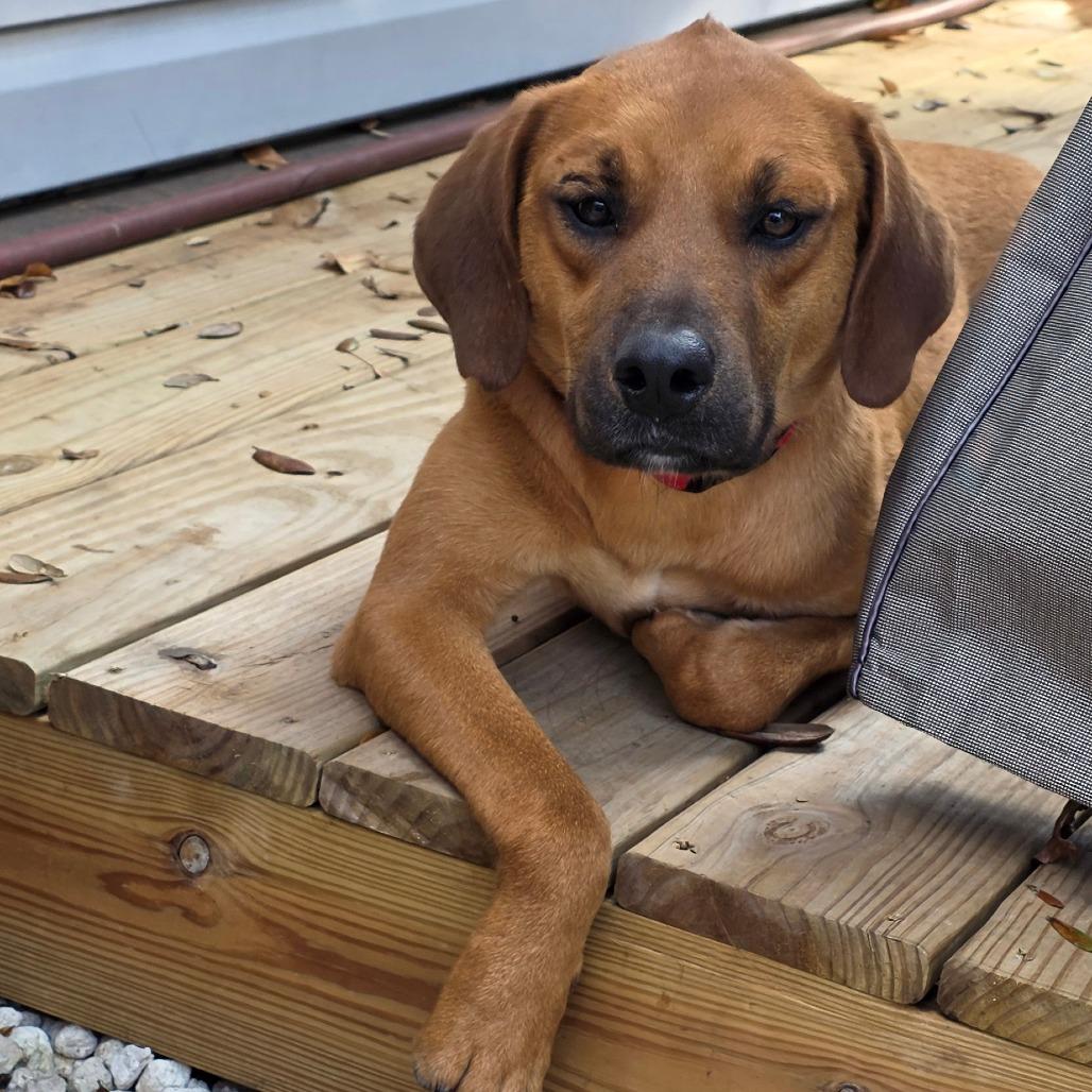 Enlarge Cooper, a Adoptable Mixed Breed in Jacksonville Beach, FL image 2/5