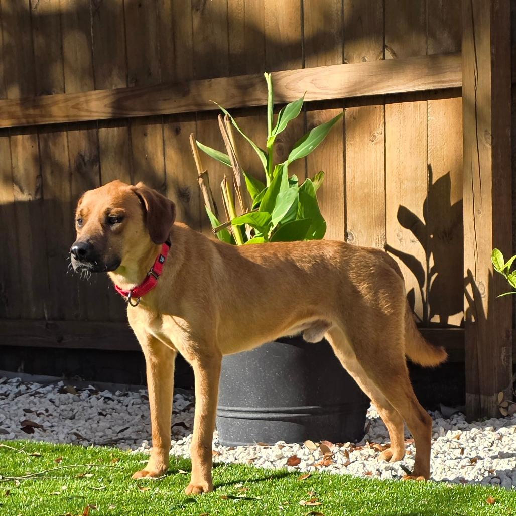 Enlarge Cooper, a Adoptable Mixed Breed in Jacksonville Beach, FL image 3/5