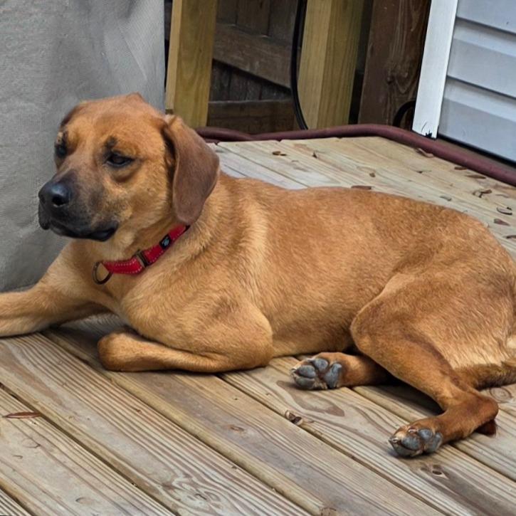 Enlarge Cooper, a Adoptable Mixed Breed in Jacksonville Beach, FL image 5/5