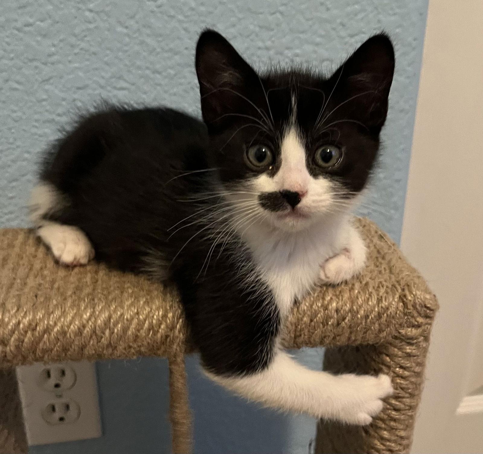 Enlarge Smudge (bonded with Checkers), a Adopted Domestic Short Hair in Antioch, CA image 1/1