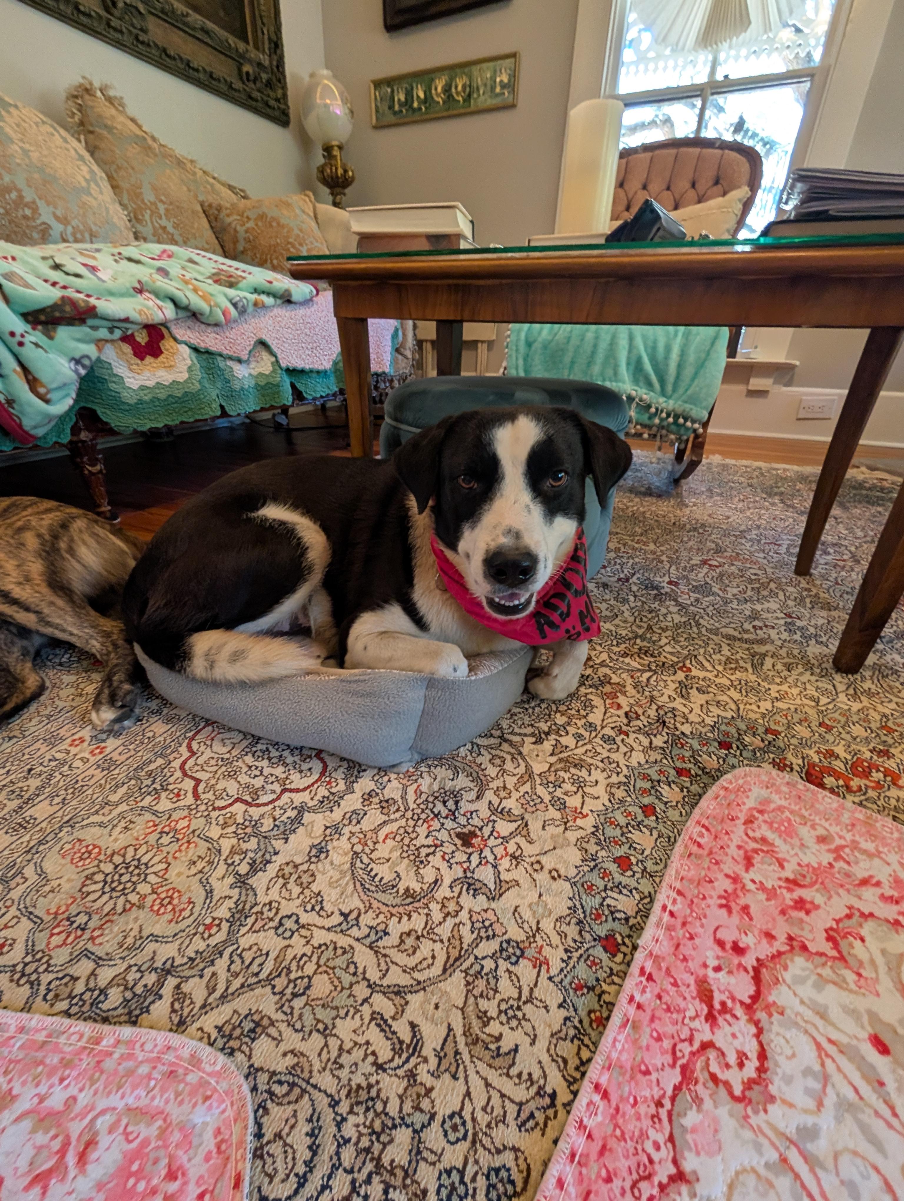 Enlarge Bonded pair, a Adoptable mixed breed in Austin , TX image 1/6