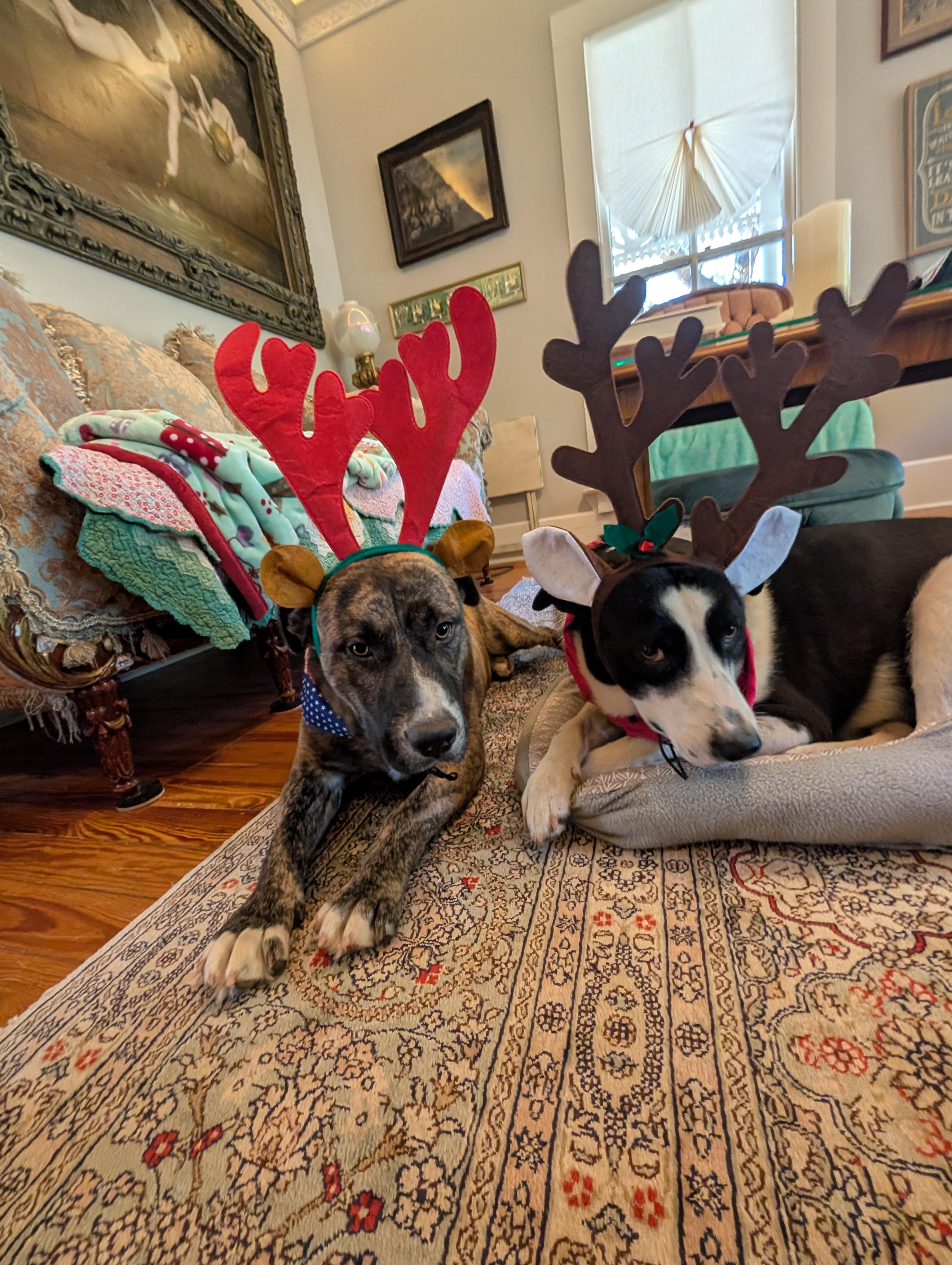 Enlarge Bonded pair, a Adoptable mixed breed in Austin , TX image 2/6