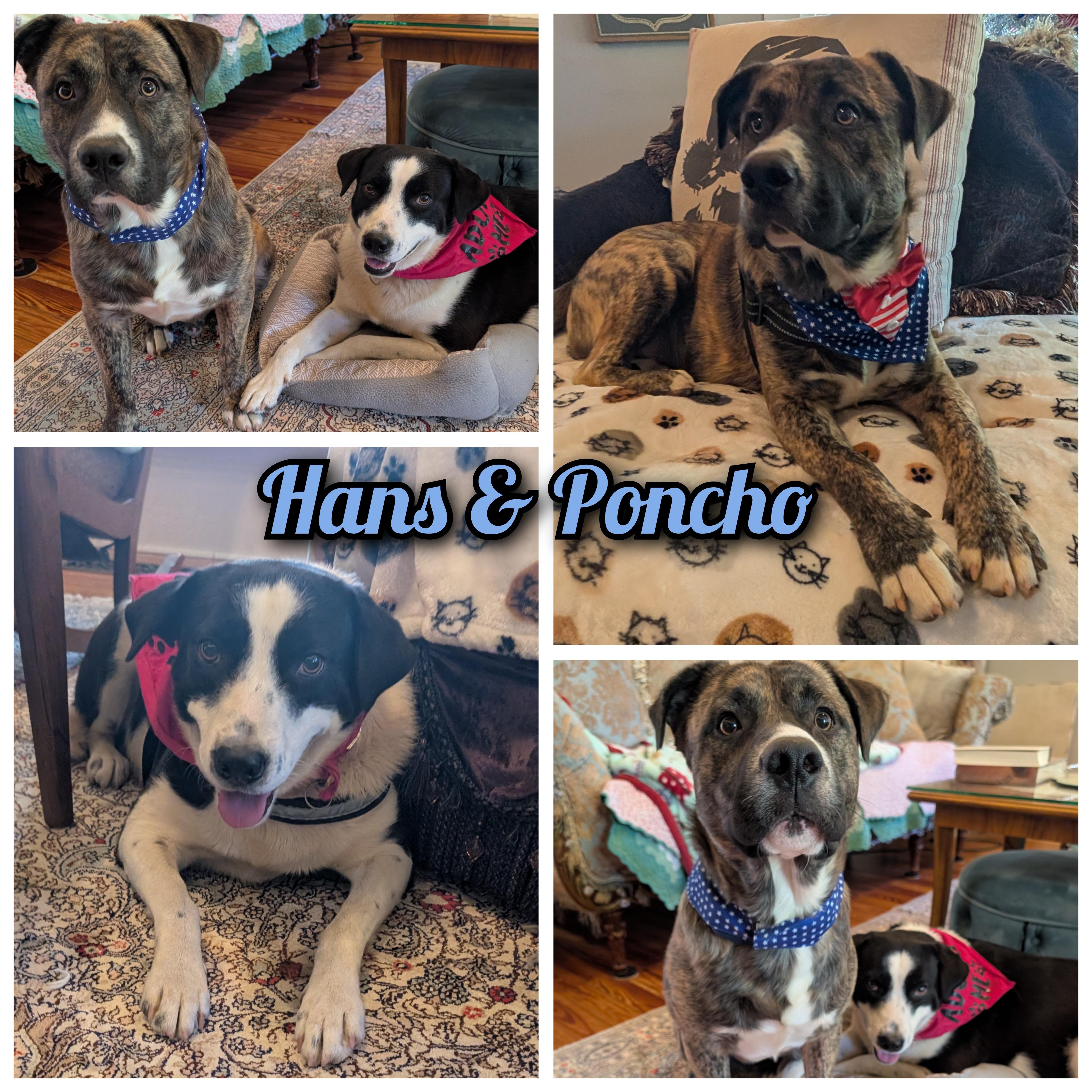 Enlarge Bonded pair, a Adoptable mixed breed in Austin , TX image 3/6