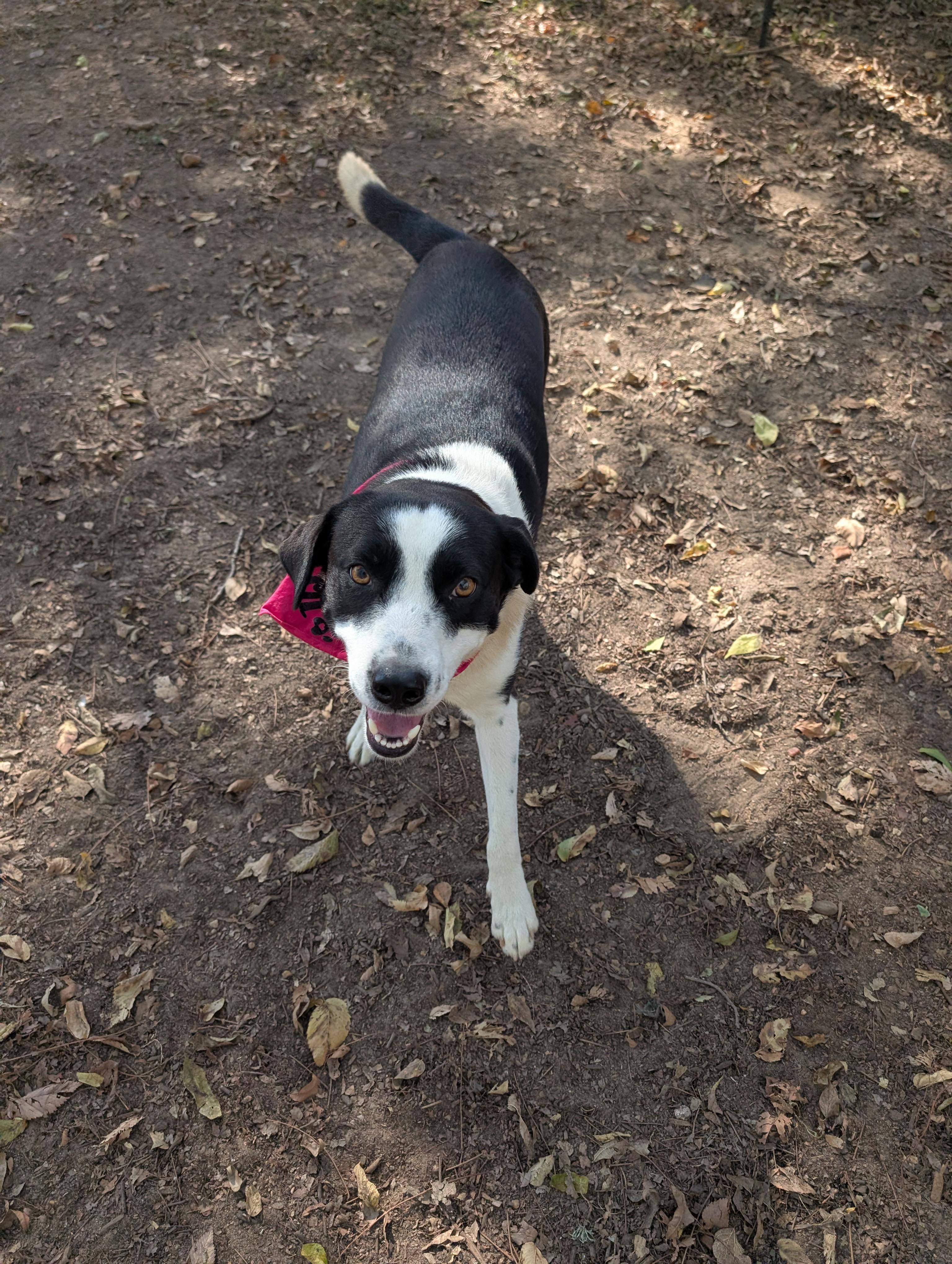Enlarge Bonded pair, a Adoptable mixed breed in Austin , TX image 5/6