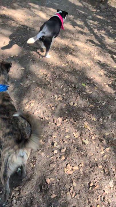 Enlarge Bonded pair, a Adoptable mixed breed in Austin , TX video 6/6