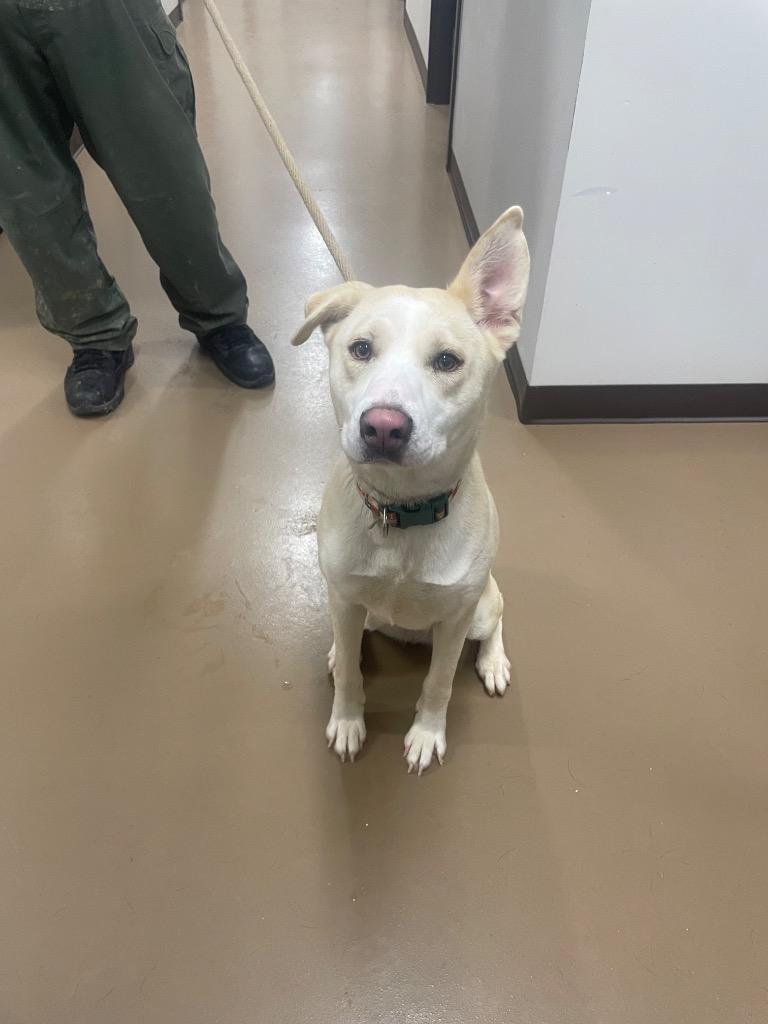 Nila, Adoptable, Young Female Husky & Pit Bull Terrier.