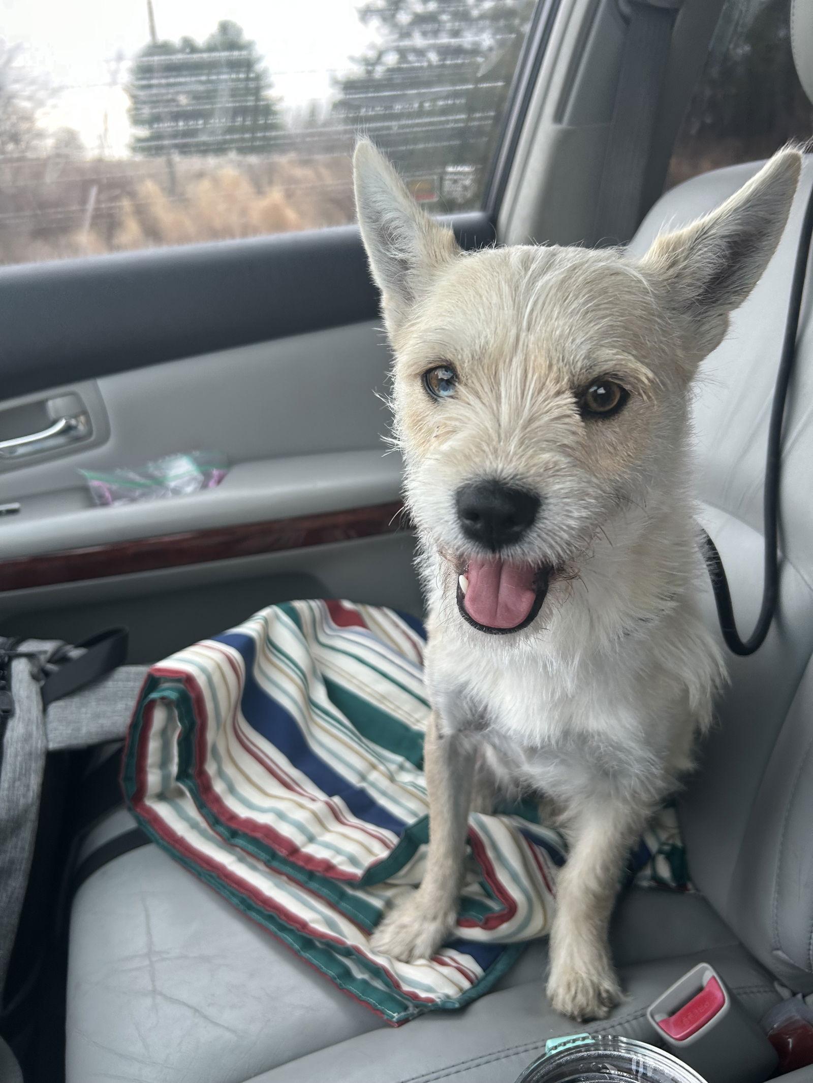 Enlarge Dolly, a Adoptable Terrier in Stephens City, VA image 1/3