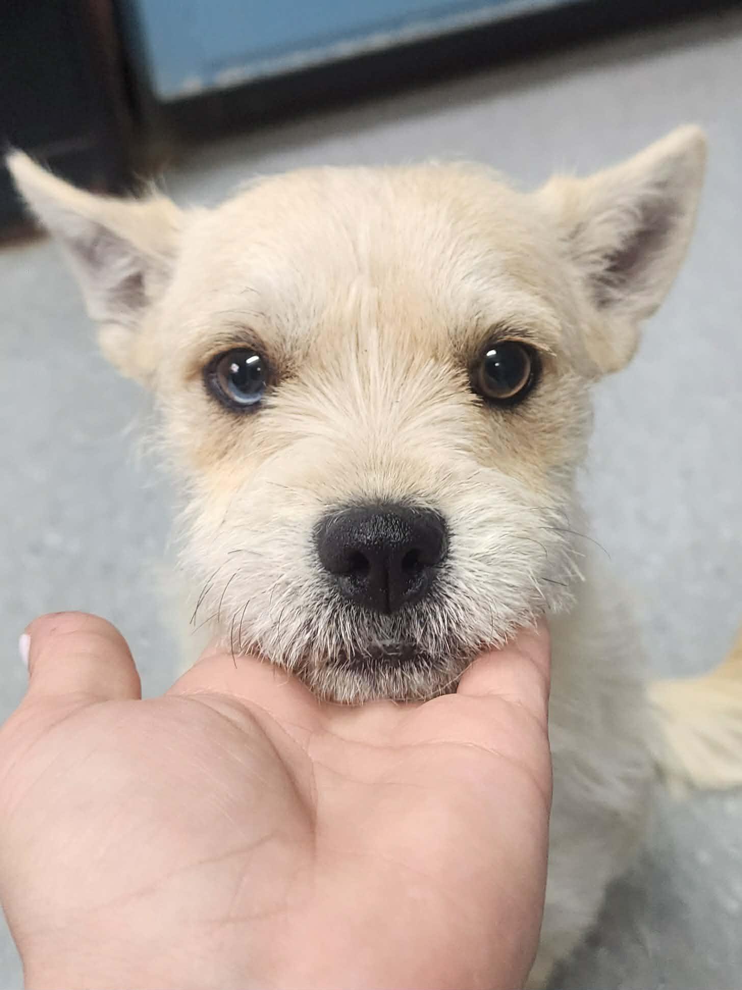 Enlarge Dolly, a Adoptable Terrier in Stephens City, VA image 2/3