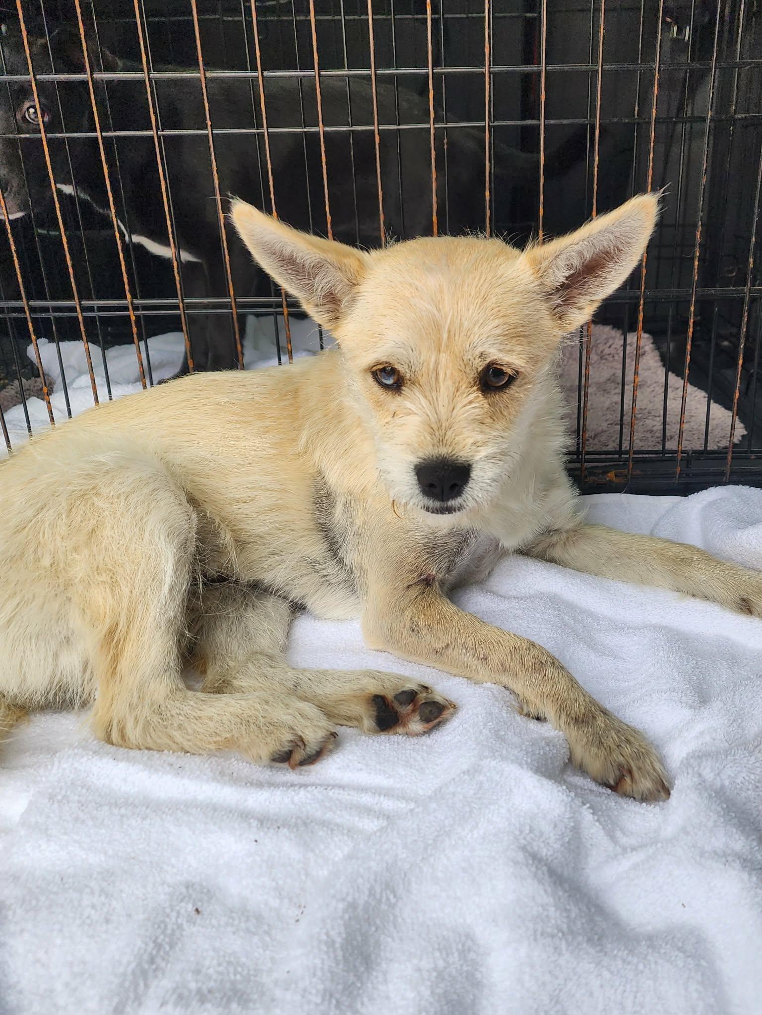 Enlarge Dolly, a Adoptable Terrier in Stephens City, VA image 3/3