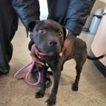 Cocoa 60660796, adopted, Puppy Female Pit Bull Terrier.