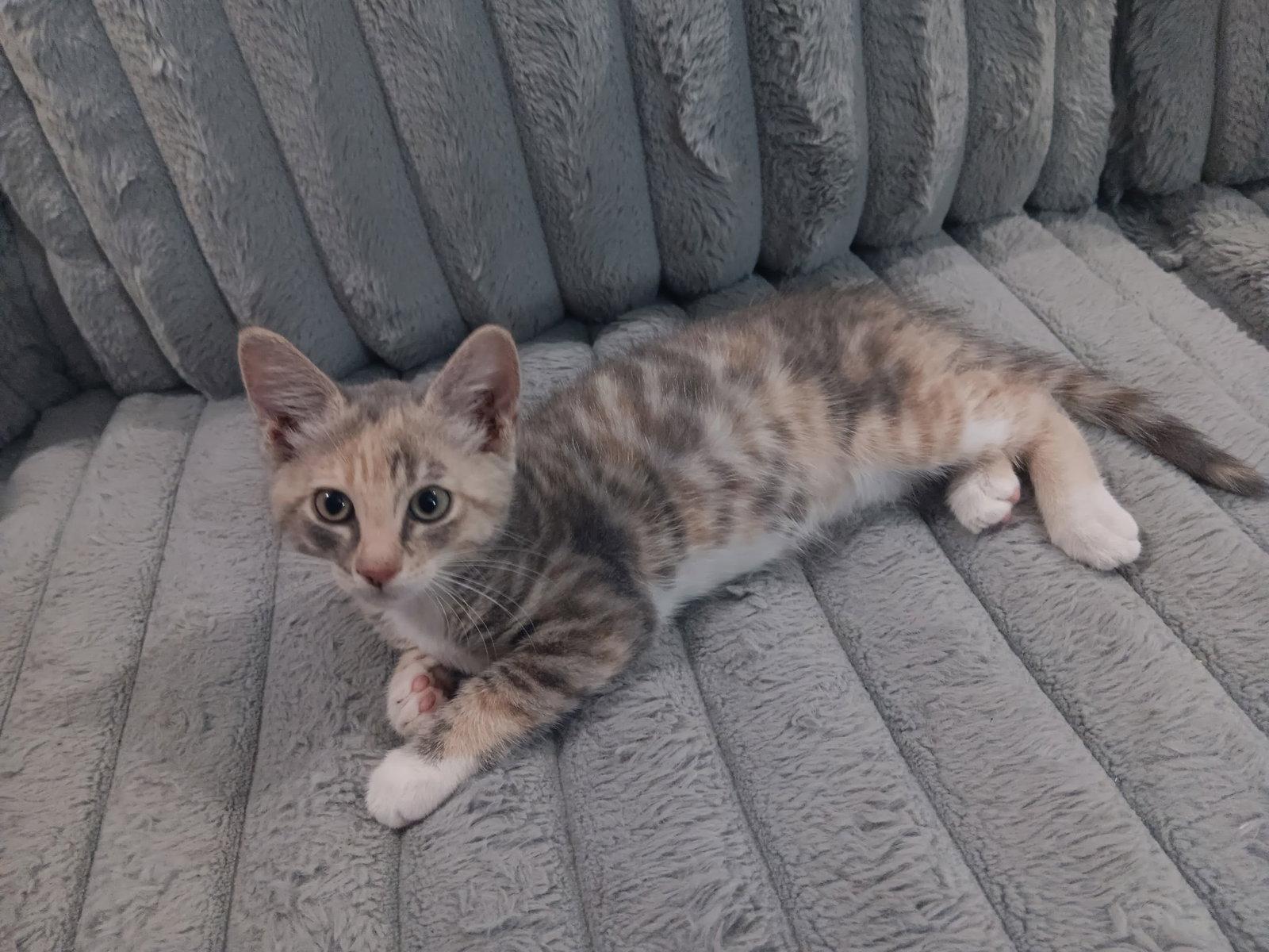 Enlarge Misty, a Adopted Dilute Calico in Fort Myers, FL image 1/1