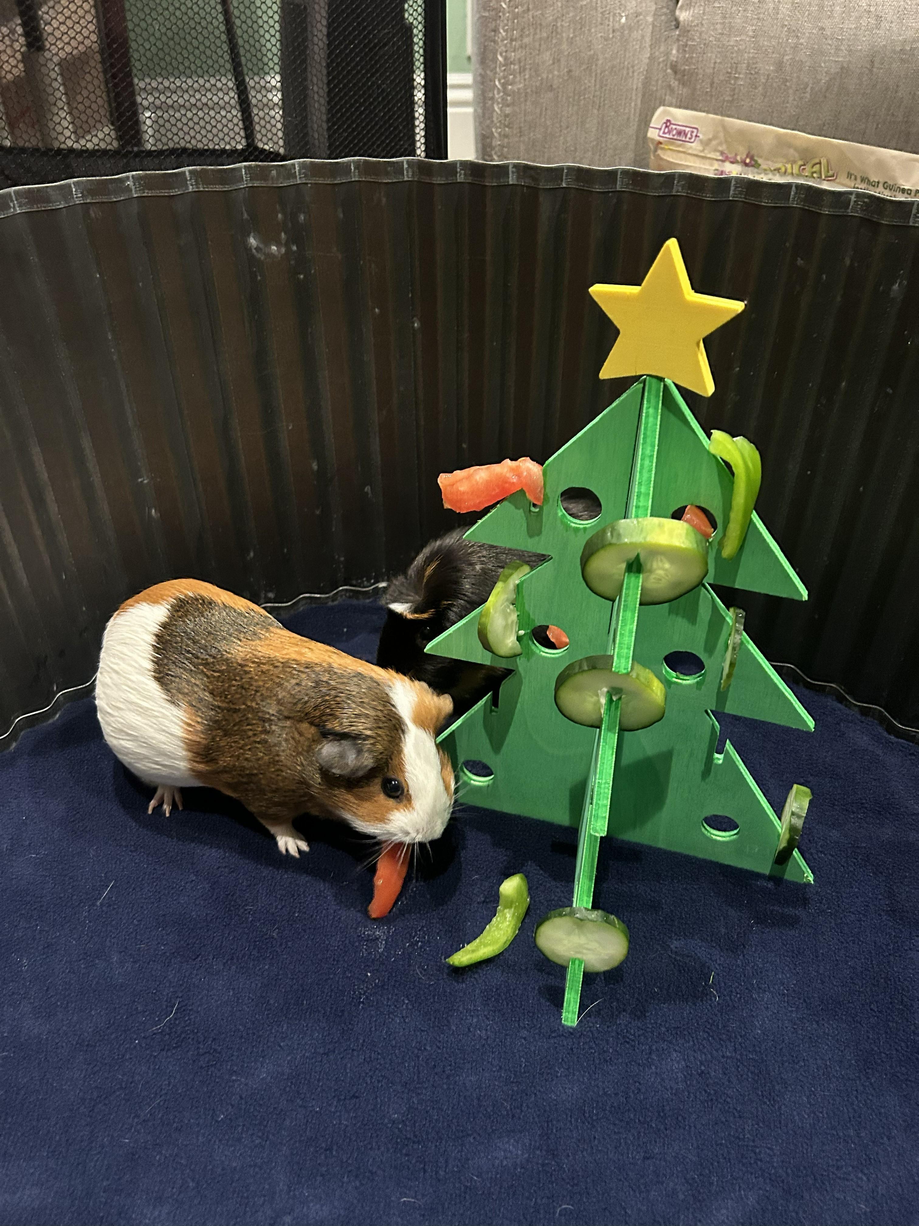 Bithia, ADOPTABLE, Young Female Guinea Pig.