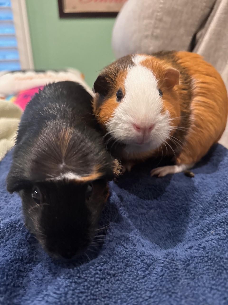 Bithia, a ADOPTABLE Guinea Pig in Orange, CA image 2/6
