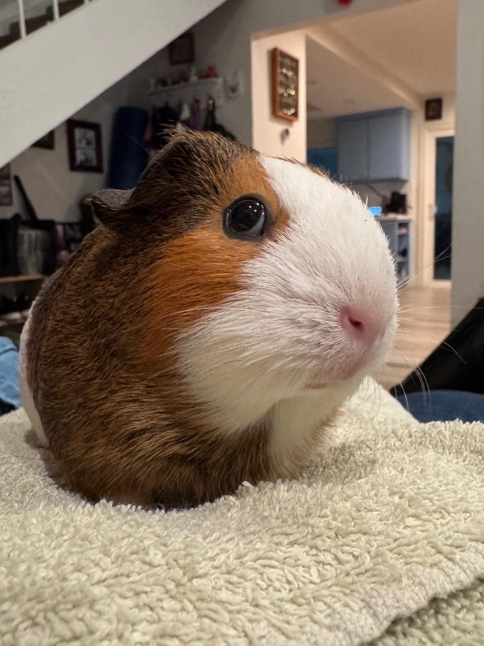 Bithia, a ADOPTABLE Guinea Pig in Orange, CA image 3/6