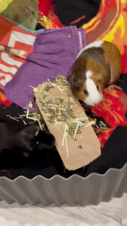 Enlarge Bithia, a ADOPTABLE Guinea Pig in Orange, CA video 4/6