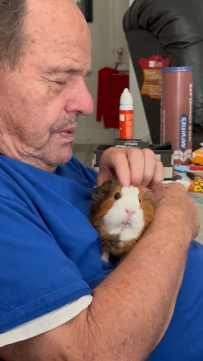 Enlarge Bithia, a ADOPTABLE Guinea Pig in Orange, CA video 5/6