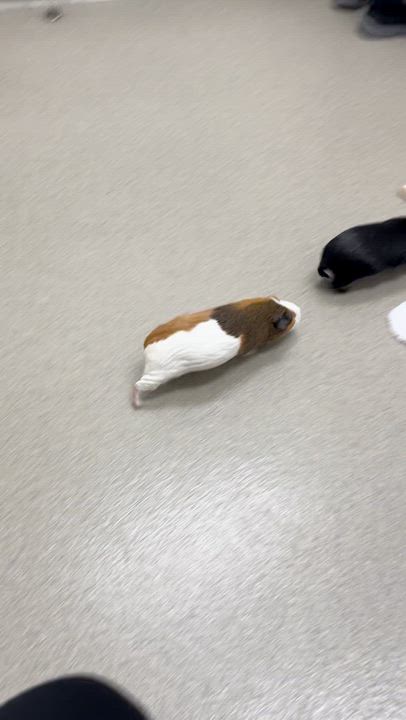 Enlarge Bithia, a ADOPTABLE Guinea Pig in Orange, CA video 6/6