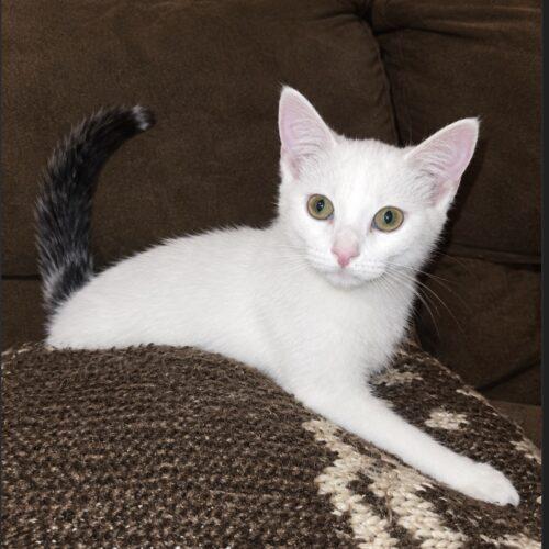 Beezus, Adoptable, Kitten Female Domestic Short Hair.