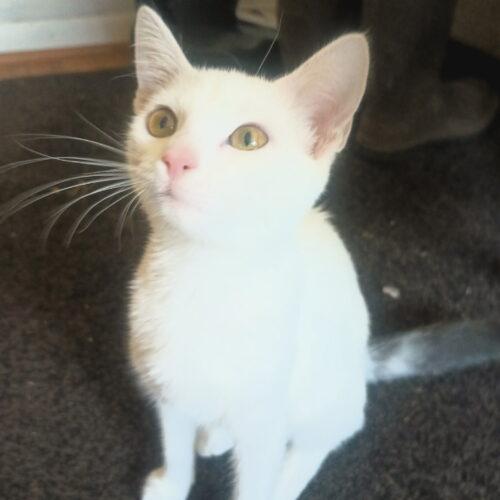 Enlarge Beezus, a Adoptable Domestic Short Hair in Canal Winchester, OH image 1/4