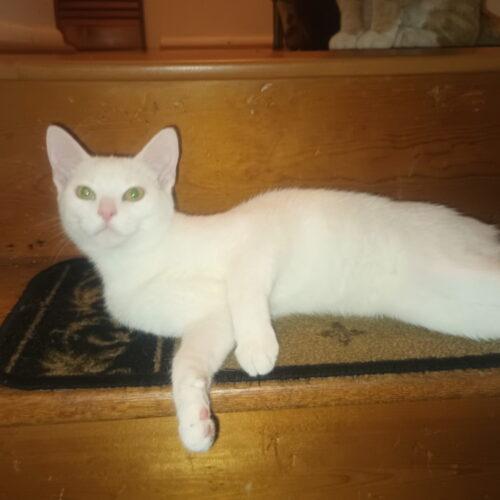 Enlarge Beezus, a Adoptable Domestic Short Hair in Canal Winchester, OH image 2/4
