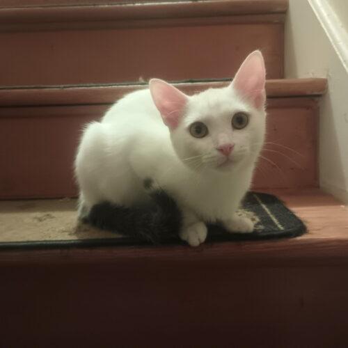 Enlarge Beezus, a Adoptable Domestic Short Hair in Canal Winchester, OH image 3/4