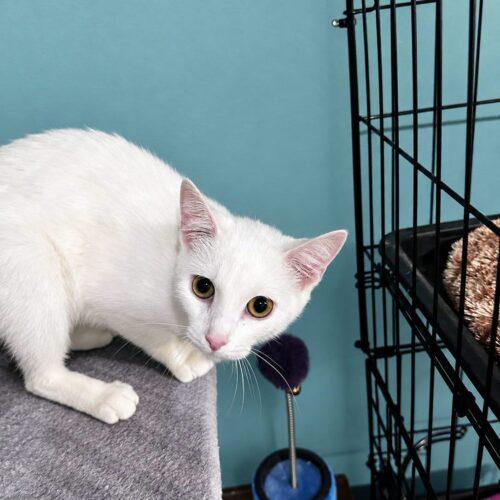 Enlarge Beezus, a Adoptable Domestic Short Hair in Canal Winchester, OH image 4/4