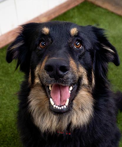 Enlarge Whitaker, an adopted mixed breed in Encinitas, CA image 1/1