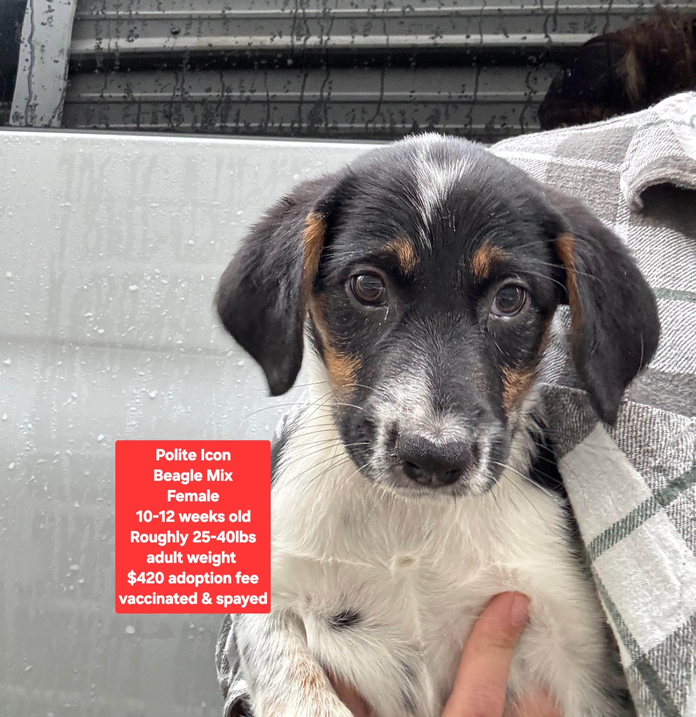 Polite Icon, ADOPTABLE, Puppy Female Beagle.