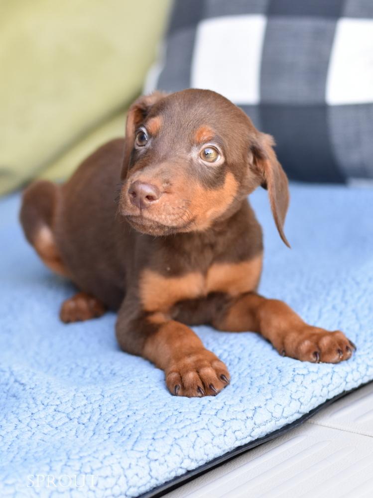 Sprout (Briar's Litter), Adoptable, Puppy Male Doberman Pinscher.