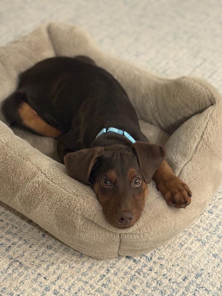 Enlarge Sprout (Briar's Litter), a Adoptable mixed breed in Brewster , NY image 2/4