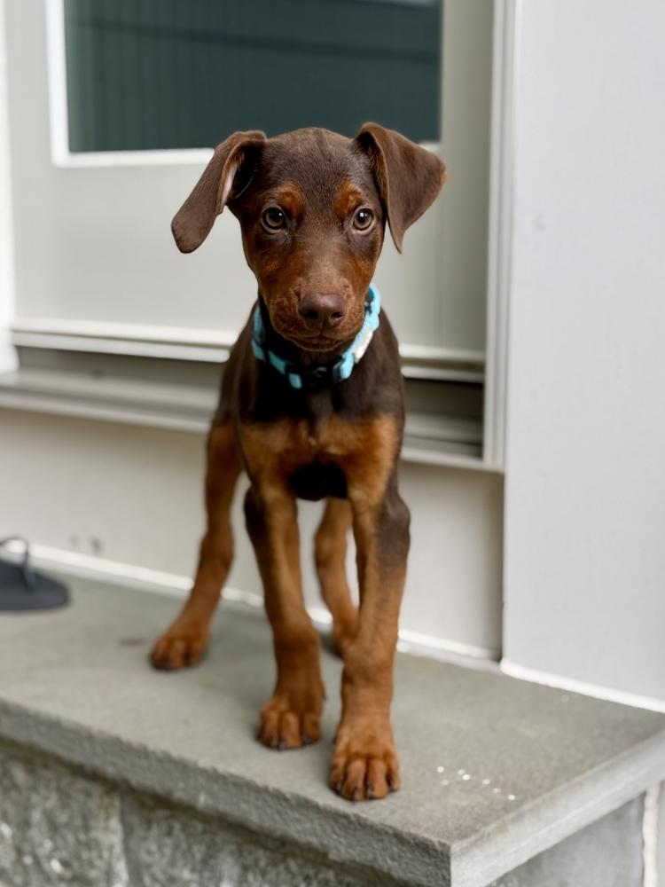 Enlarge Sprout (Briar's Litter), a Adoptable mixed breed in Brewster , NY image 3/4