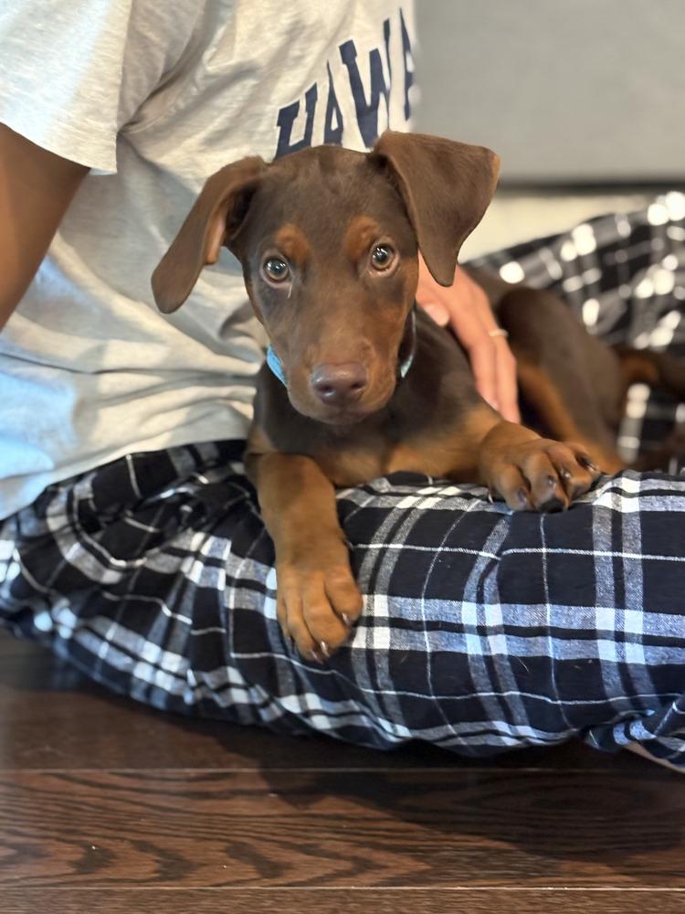 Enlarge Sprout (Briar's Litter), a Adoptable mixed breed in Brewster , NY image 4/4