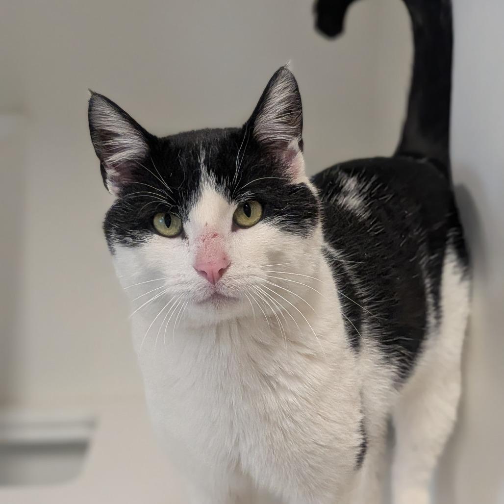 Enlarge Peter, a Adoptable Domestic Short Hair in Prairie du Chien, WI image 1/1